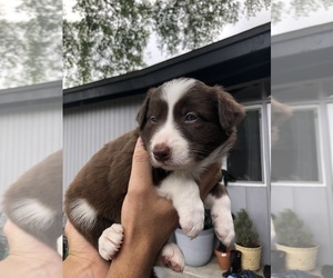 Border Collie Puppy for Sale in JAX, Florida USA