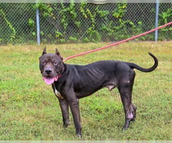 Medium Photo #20 Mastiff-Unknown Mix Puppy For Sale in Glen Allen, VA, USA