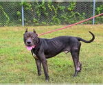 Small #19 Mastiff Mix