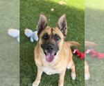 Small #2 German Shepherd Dog