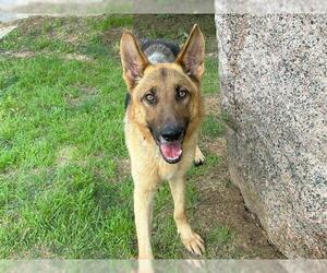 German Shepherd Dog-Unknown Mix Dogs for adoption in Waco, TX, USA