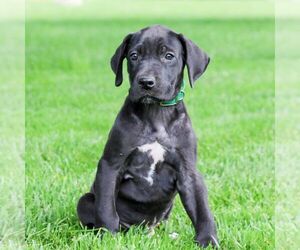 Great Dane Puppy for sale in LITITZ, PA, USA
