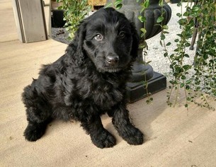 Aussiedoodle Puppy for sale in WORTHINGTON, IN, USA