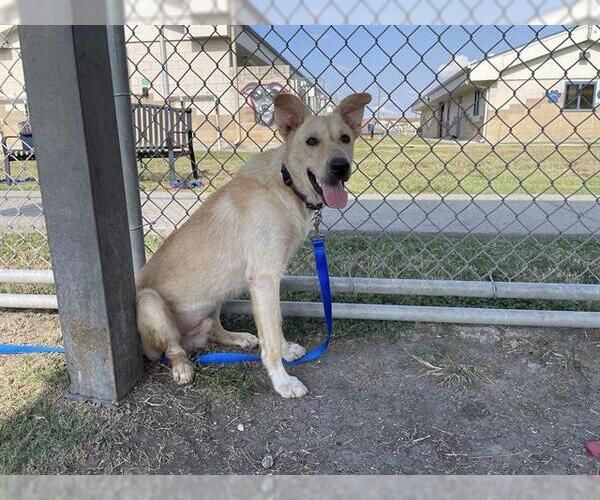 Medium Photo #2 German Shepherd Dog-Unknown Mix Puppy For Sale in Corpus Christi, TX, USA