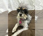 Small #2 Mutt