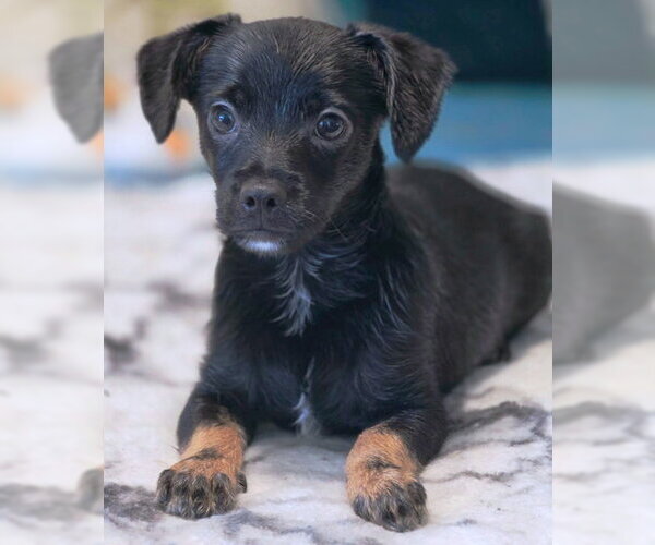 Medium Photo #8 Chiweenie Puppy For Sale in Chino Hills, CA, USA