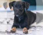 Small #7 Chiweenie
