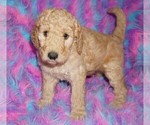 Small #2 Labradoodle mix (+ Poodle Standard)