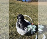 Small #3 Anatolian Shepherd-Sheepadoodle Mix