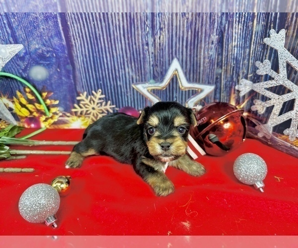 Medium Photo #4 Yorkshire Terrier Puppy For Sale in CASSVILLE, MO, USA