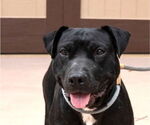 Small #20 Labrador Retriever Mix