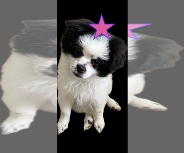 Medium Photo #7 Pominese Puppy For Sale in SAINT AUGUSTINE, FL, USA