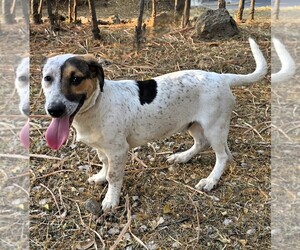 Beagle Dog for Adoption in SAN FRANCISCO, California USA