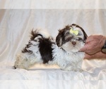 Small #8 Shih Tzu
