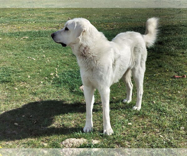 Medium Photo #5 - Mix Puppy For Sale in Bountiful, UT, USA