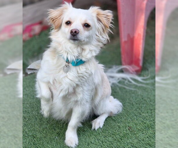 Medium Photo #3 Dameranian Puppy For Sale in Chino Hills, CA, USA