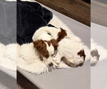 Small Photo #6 Brittany Puppy For Sale in Curwensville, PA, USA