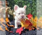 Polar Bear - Male French Bulldog Puppy for Sale - Photo #3