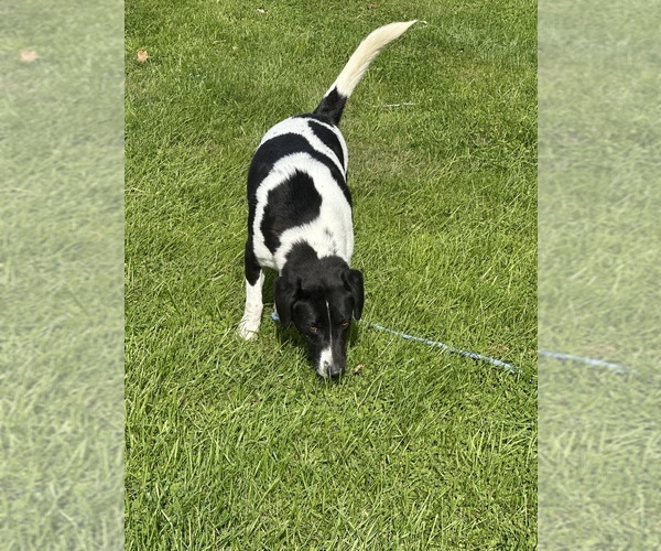 Medium Photo #2 Beagle-German Shepherd Dog Mix Puppy For Sale in ELLENVILLE, NY, USA