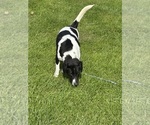Morgan the cow - Male Beagle-German Shepherd Dog Mix Dog for Adoption - Photo #2