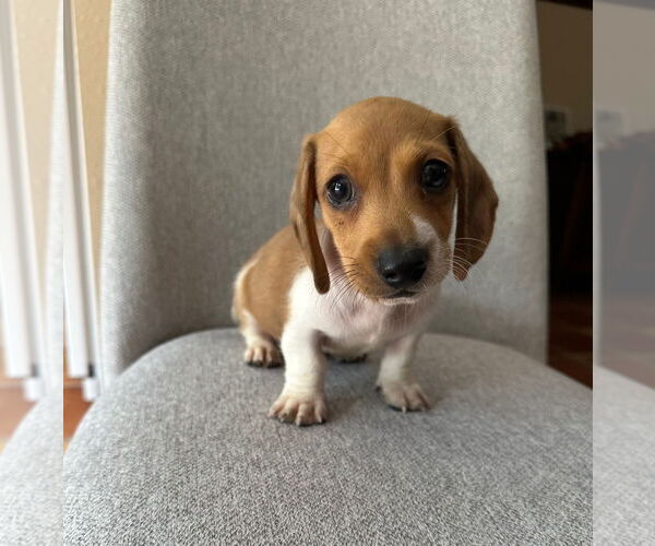 Medium Photo #3 Dachshund Puppy For Sale in Weston, FL, USA