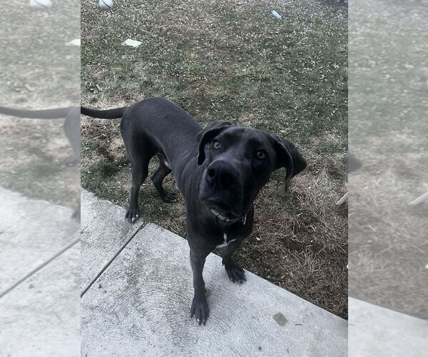 Medium Photo #5 Great Dane Puppy For Sale in New York, NY, USA