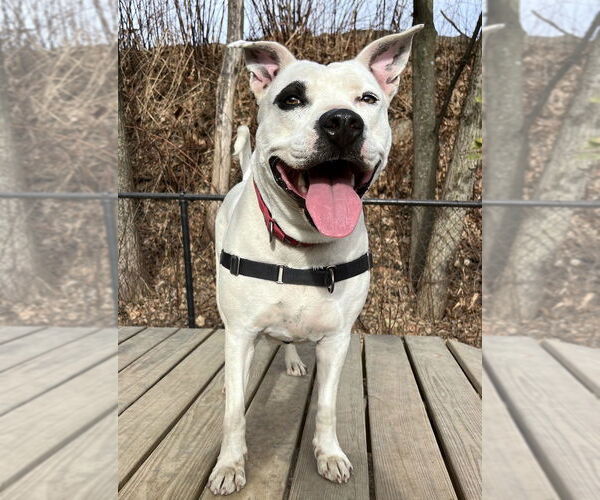 Medium Photo #5 Mutt Puppy For Sale in Elmsford, NY, USA