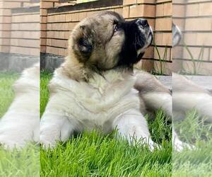 Caucasian Shepherd Dog Puppy for sale in Kemerovo, Kemerovo, Russia