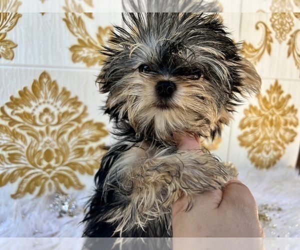 Medium Photo #8 Yorkshire Terrier Puppy For Sale in HAYWARD, CA, USA