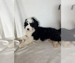 Mozart - Male Bernedoodle Puppy for Sale - Photo #2