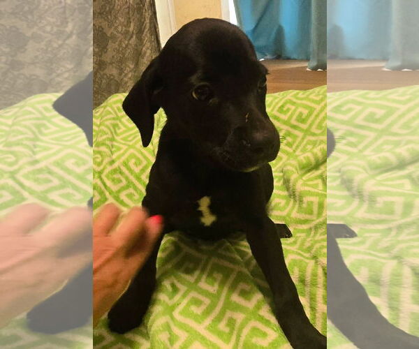 Medium Photo #5 Labrador Retriever-Unknown Mix Puppy For Sale in Alexander, AR, USA