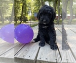 Small Photo #2 Bernedoodle Puppy For Sale in HARRISON, MI, USA