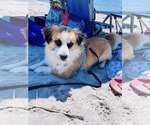 Small #2 Mutt