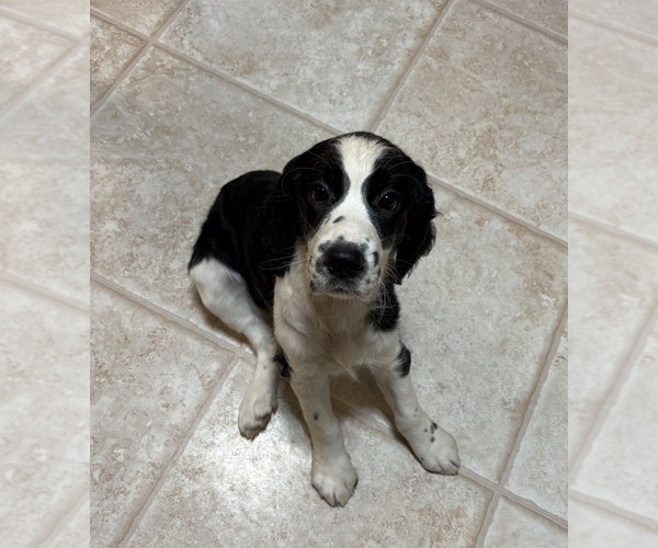 Medium Photo #2 English Springer Spaniel Puppy For Sale in WICHITA, KS, USA