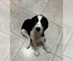 Puppy Daisy Jr English Springer Spaniel