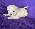 Puppy Magellan Coton de Tulear
