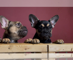 Small #1 French Bulldog