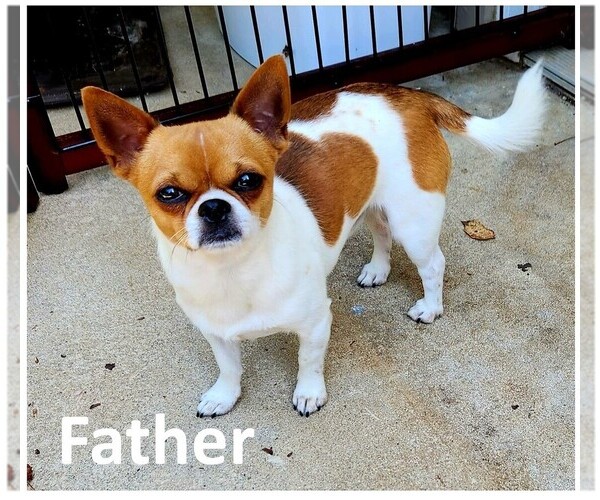 Medium Photo #1 Chihuahua Puppy For Sale in RUSTBURG, VA, USA