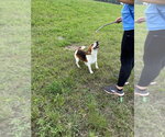 Small #3 Beagle
