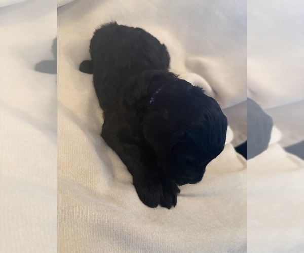 Medium Photo #5 Schnoodle (Giant) Puppy For Sale in MINNEAPOLIS, MN, USA