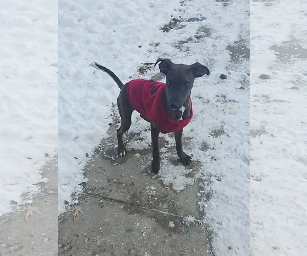 Medium Photo #3 Pug-Whippet Mix Puppy For Sale in Sheboygan, WI, USA