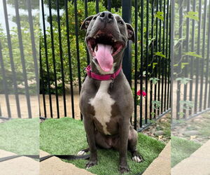 Jada - Female American Pit Bull Terrier-Unknown Mix Dog for Adoption - Photo #6