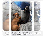 Small #3 Dachshund