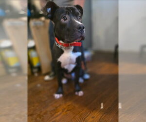 Murphy - Male American Pit Bull Terrier-American Staffordshire Terrier Mix Dog for Adoption - Photo #2