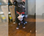 Small #1 American Pit Bull Terrier-American Staffordshire Terrier Mix