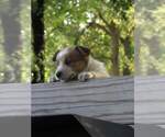 Small Photo #14 Australian Cattle Dog Puppy For Sale in NEW YORK MILLS, MN, USA