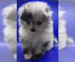 Small #6 Pomeranian