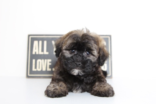 Medium Photo #1 Havanese Puppy For Sale in NAPLES, FL, USA