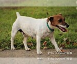 Small Photo #1 Jug Puppy For Sale in LIBERTY, KY, USA