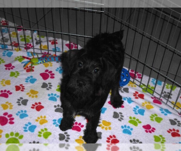 Medium Photo #2 Schnoodle (Miniature) Puppy For Sale in ORO VALLEY, AZ, USA